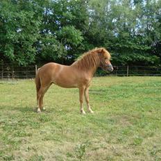 Islænder Saga fra Dalsgaard