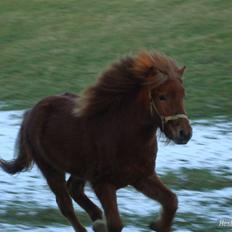Islænder Saga fra Dalsgaard
