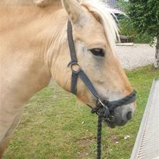 Anden særlig race tundhild (: . R.I.P :-( 