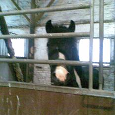 Anden særlig race Trigger (min gamle pony)