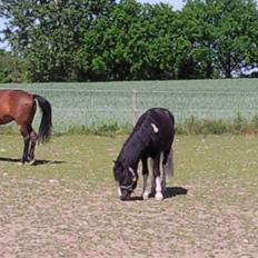 Anden særlig race Trigger (min gamle pony)
