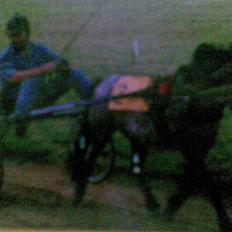 Anden særlig race Bandit<3 R.I.P 2001;'/