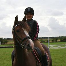 Tysk Sportspony Joy($lolgt)