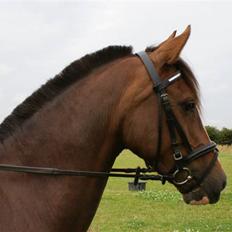 Tysk Sportspony Joy($lolgt)