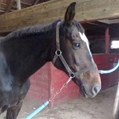 Dansk Varmblod Jacqueline Egeris**solgt*