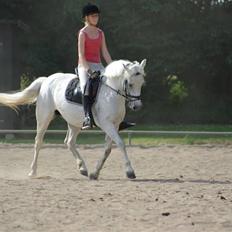 Irsk Sportspony Mistys Dream **SOLGT**