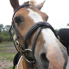 Haflinger Cavaliére Cadeau (CC)