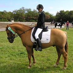 Haflinger Cavaliére Cadeau (CC)