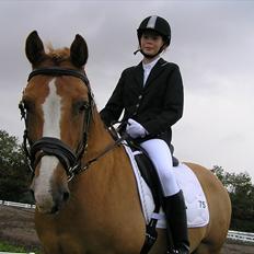 Haflinger Cavaliére Cadeau (CC)