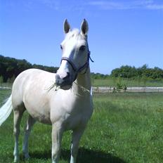 Palomino *CyranoDeBergerac*Sille 