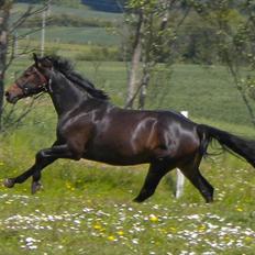 Anden særlig race Joker(min mors) R.I.P