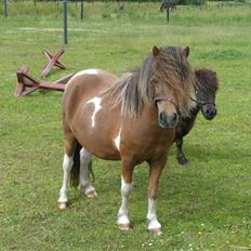 Anden særlig race tulle mor  'solgt'