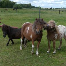 Anden særlig race tulle mor  'solgt'