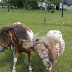 Anden særlig race tulle mor  'solgt'
