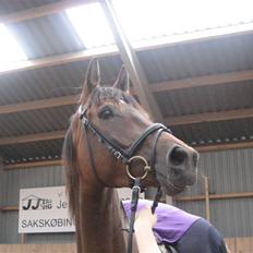 Dansk Varmblod klimagårdens Spirit R.I.P