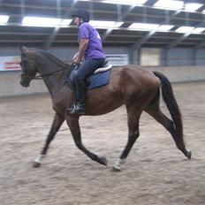 Dansk Varmblod klimagårdens Spirit R.I.P