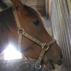 Dansk Varmblod klimagårdens Spirit R.I.P