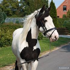 Barockpinto Nordholm's Aiko *R.I.P* 