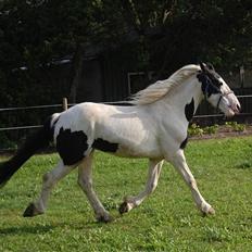 Barockpinto Nordholm's Aiko *R.I.P* 
