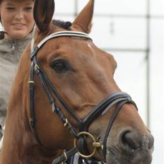 Hollandsk Varmblod Unlimited - solgt  -