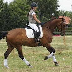 Hollandsk Varmblod Unlimited - solgt  -