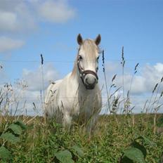 Anden særlig race ¨Lise   Solgt