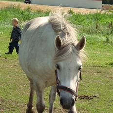 Anden særlig race ¨Lise   Solgt