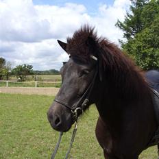 Islænder Sif fra Dalvík - Solgt