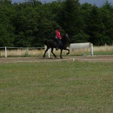 Islænder Sif fra Dalvík - Solgt