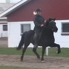 Islænder Sif fra Dalvík - Solgt