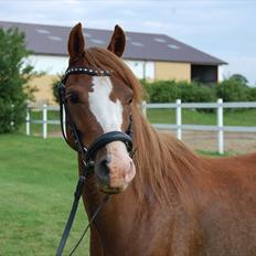 Welsh Pony (sec B) Korreborgs Verdi <3