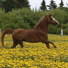 Welsh Pony (sec B) Korreborgs Verdi <3