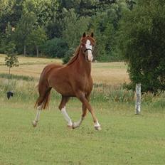 Welsh Pony (sec B) Korreborgs Verdi <3