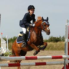 Welsh Pony (sec B) Ysselvliedt's Gipsy Boy