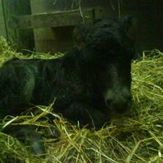 Anden særlig race † Pindstruphavens Turbo †