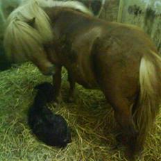 Anden særlig race † Pindstruphavens Turbo †