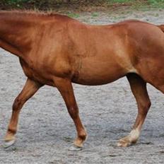 Welsh Pony (sec B) Ysselvliedt's Gipsy Boy