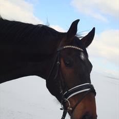 Dansk Varmblod Louis Figo (solgt)