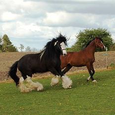 Irish Cob Fætter Olsen