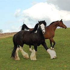 Irish Cob Fætter Olsen