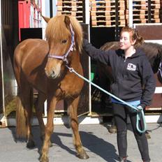 Islænder Geisli frá Hvammi II