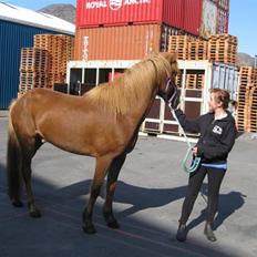 Islænder Geisli frá Hvammi II