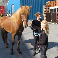 Islænder Geisli frá Hvammi II