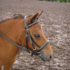 Shetlænder buster