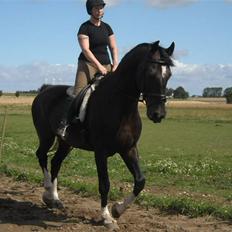 Hollandsk Varmblod Uniek R.I.P. (27-08-10)