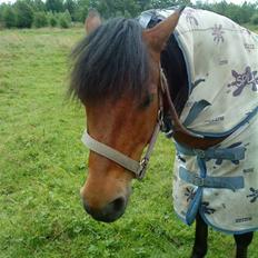 Anden særlig race Cassi. (Har passet)