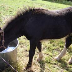 Anden særlig race Ask