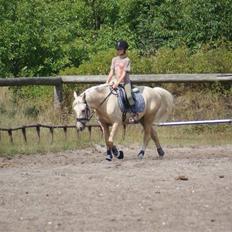 Anden særlig race   Golden Hero "SOLGT"