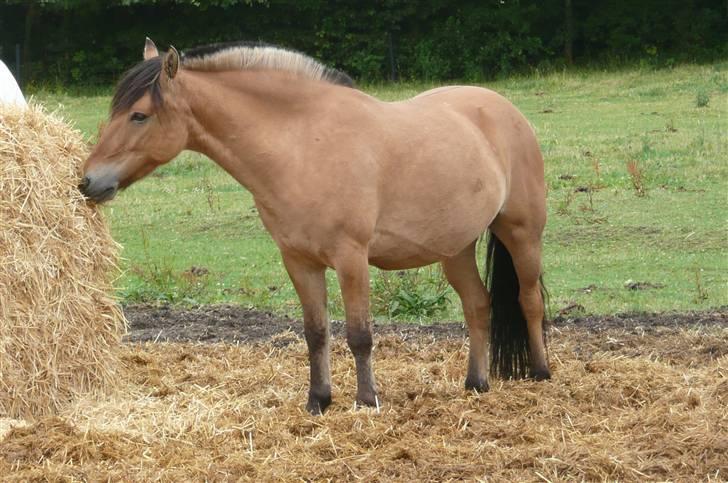 Anden særlig race flopper billede 14