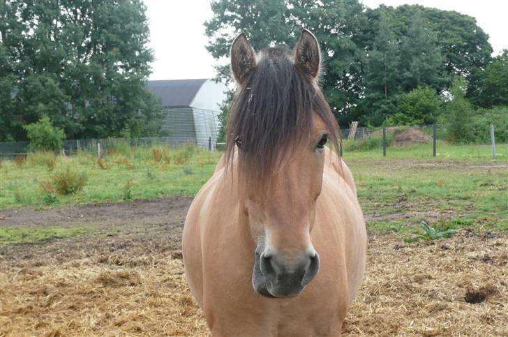 Anden særlig race flopper billede 15